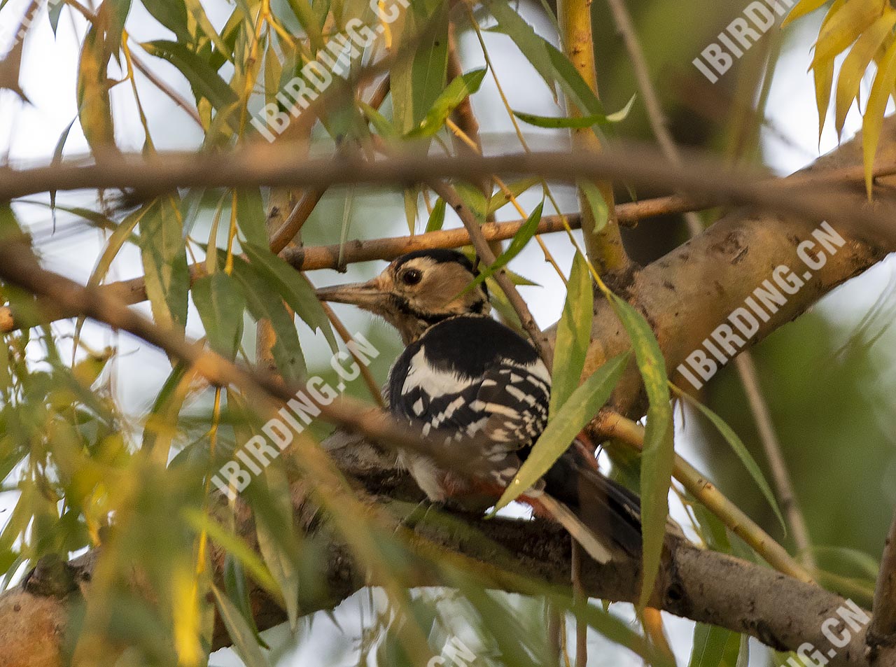 大斑啄木鸟 Great Spotted Woodpecker