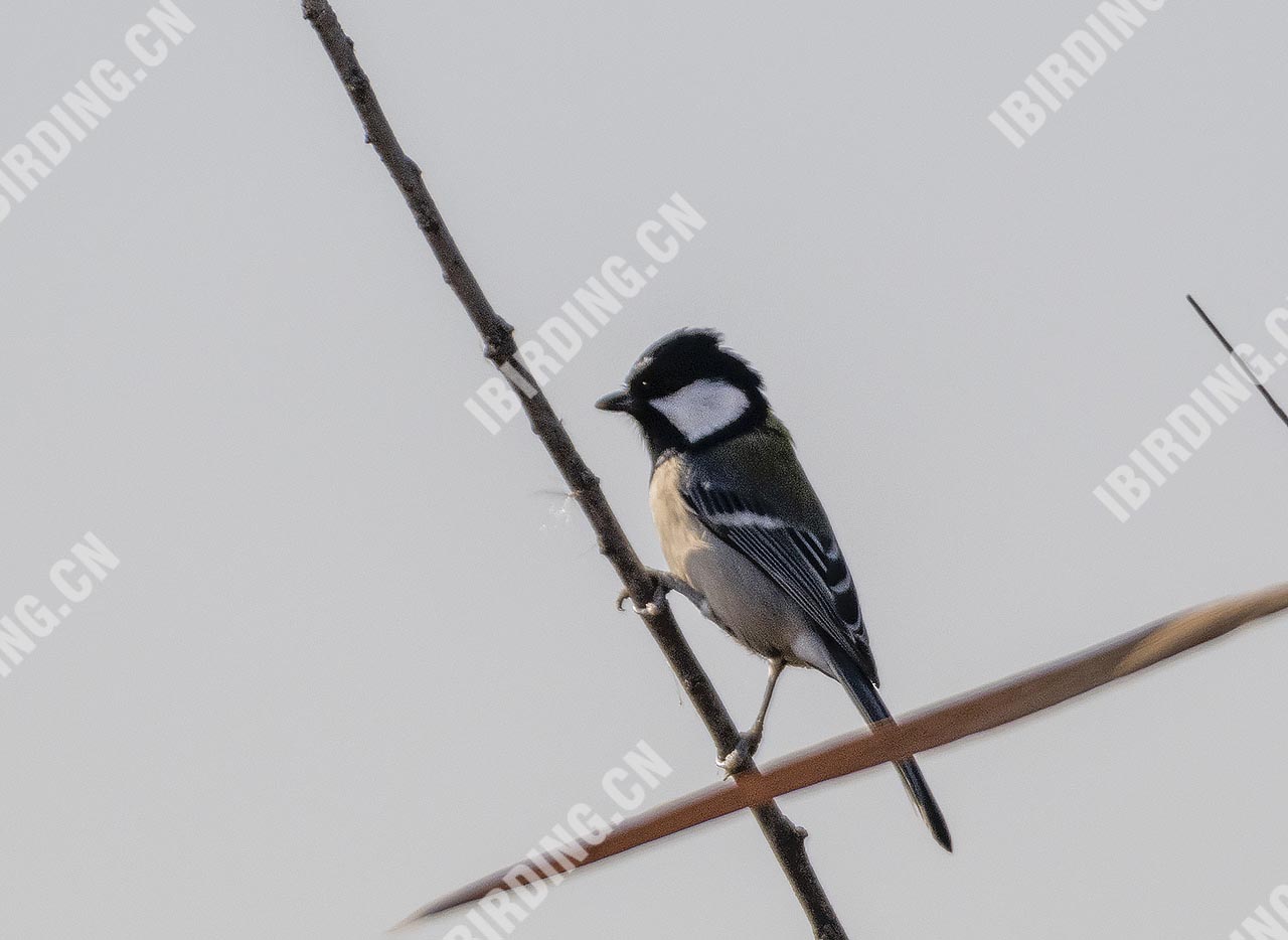 大山雀 Great Tit