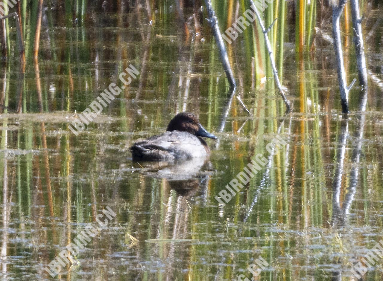 红头潜鸭 Common Pochard