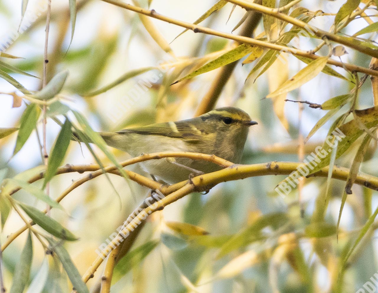 黄眉柳莺 Yellow-browed Warbler