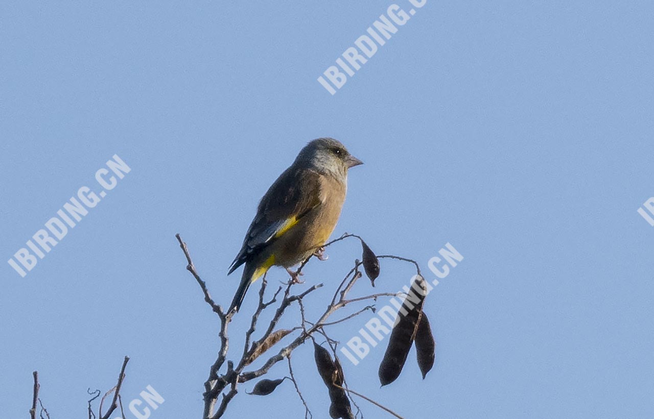 金翅雀 Grey-capped Greenfinch