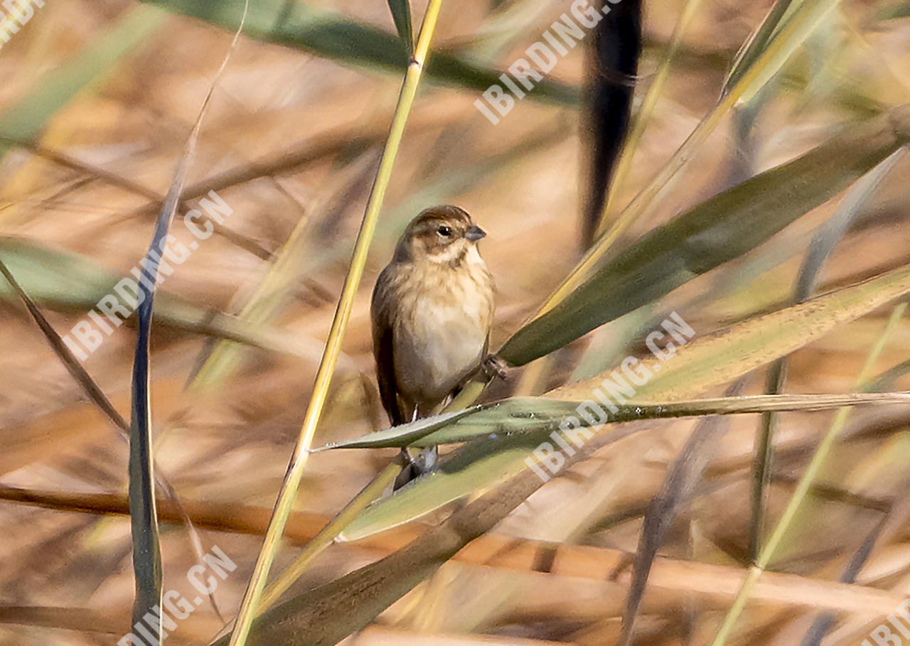 芦鹀 Reed Bunting