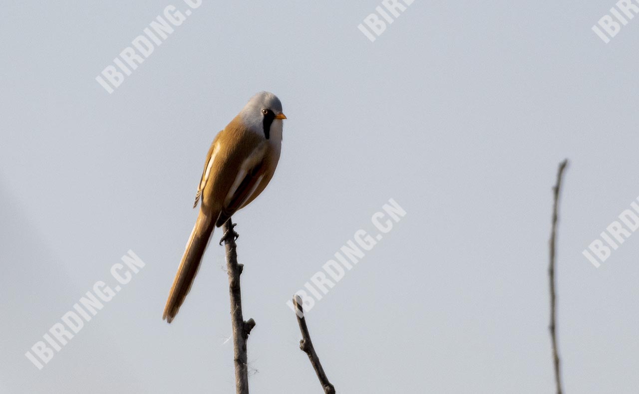 文须雀 Bearded Parrotbill