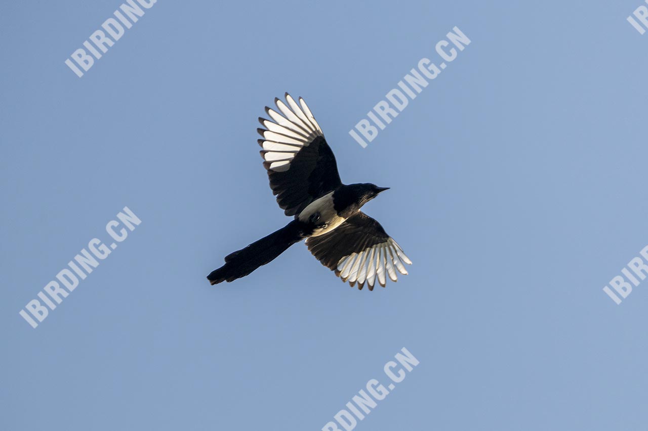 喜鹊 Black-billed Magpie