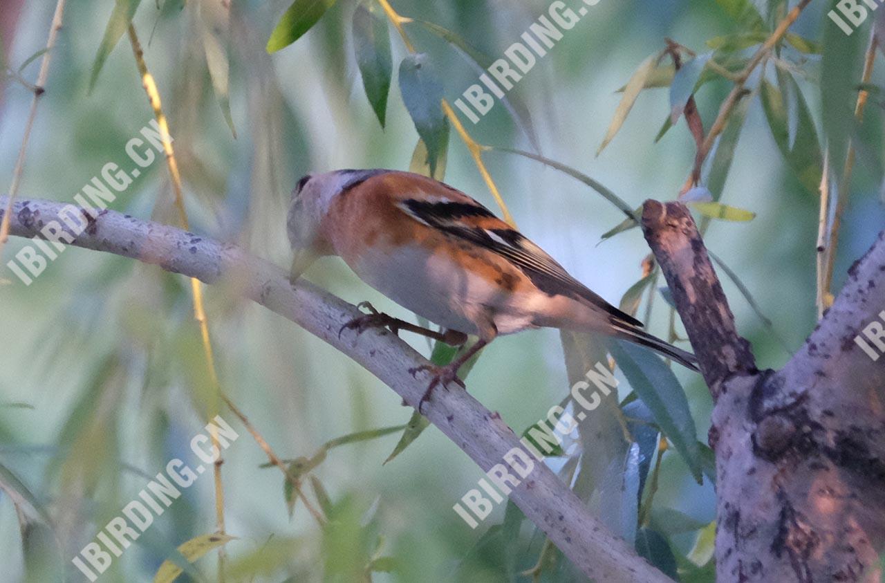 燕雀 Brambling