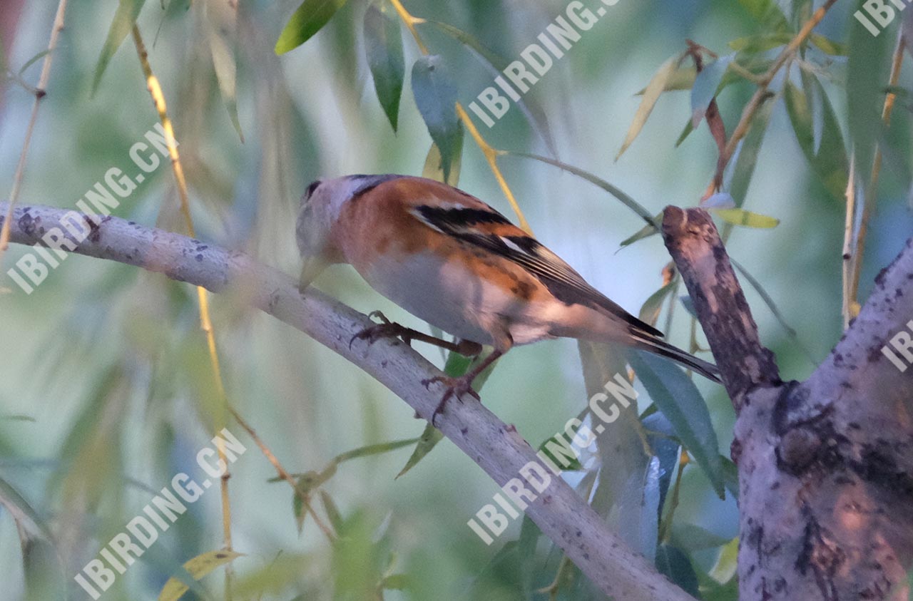 燕雀 Brambling