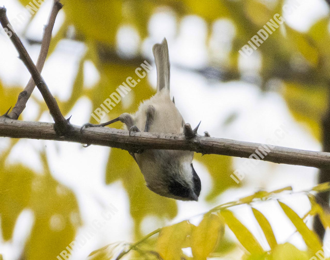 沼泽山雀 Marsh Tit