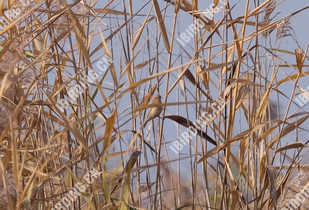 中华攀雀 Chinese Penduline Tit