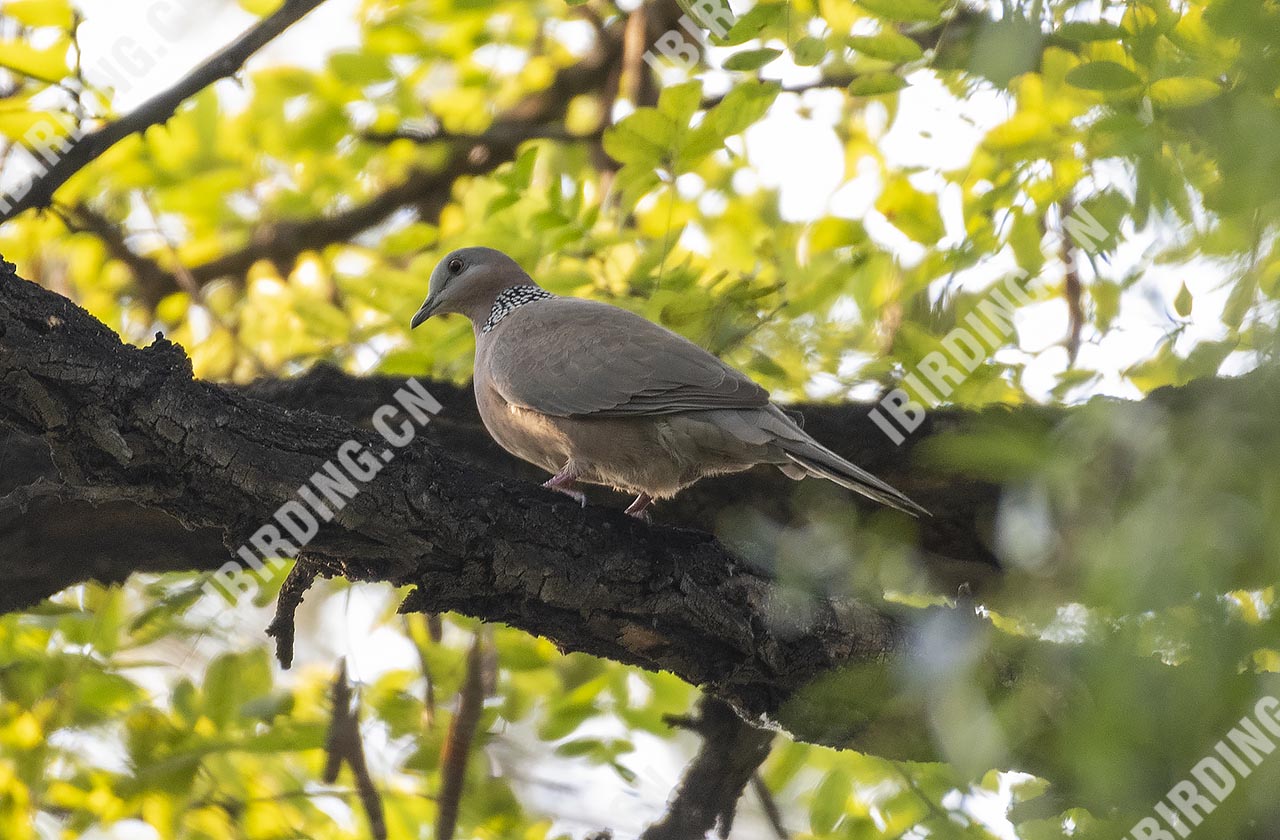 珠颈斑鸠 Spotted Dove