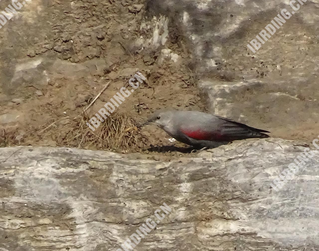 红翅旋壁雀 Wallcreeper