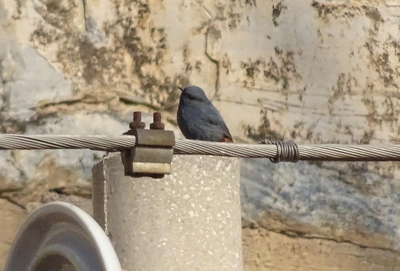 红尾水鸲 Plumbeous Water-Redstart