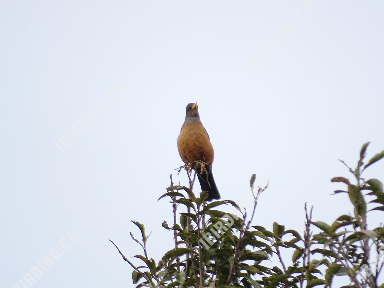 灰头鸫 Grey-headcd Thrush