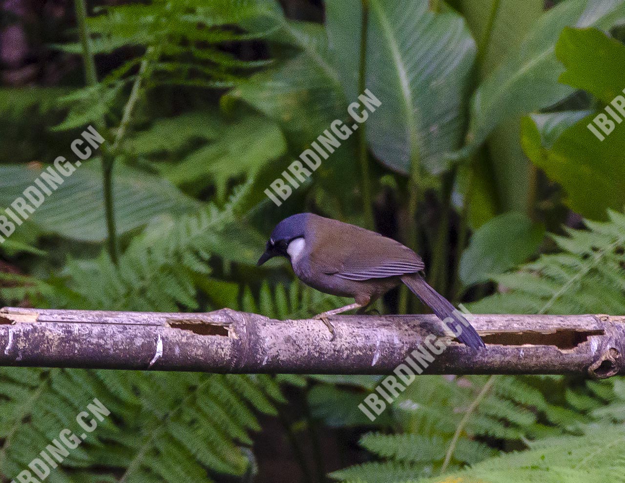 黑喉噪鹛 Black-throated Laughingthrush