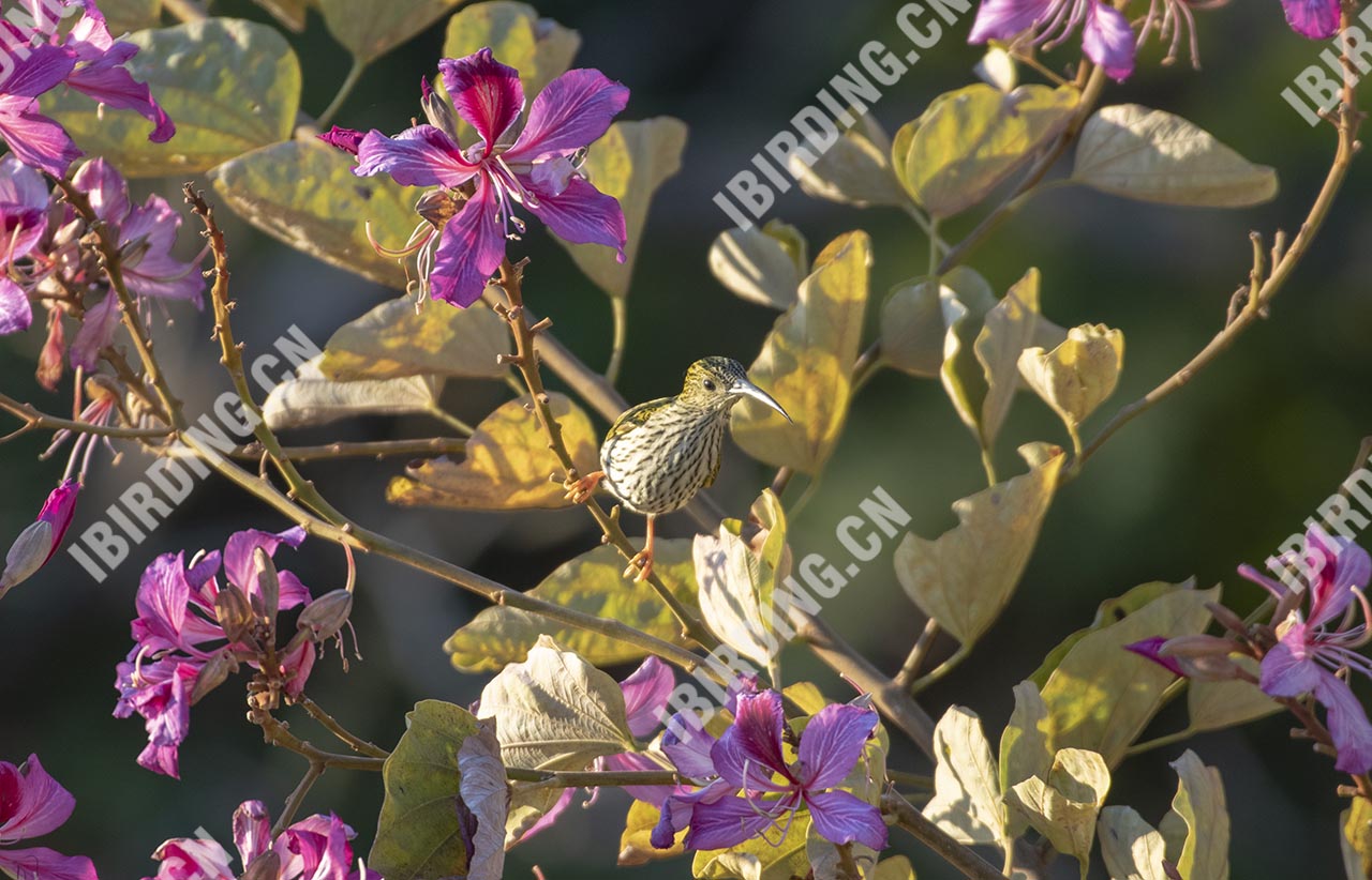 纹背捕蛛鸟 Streaked Spiderhunter