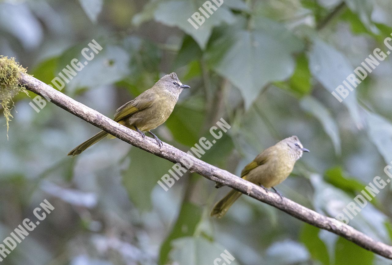 黄绿鹎 Flavescent Bulbul