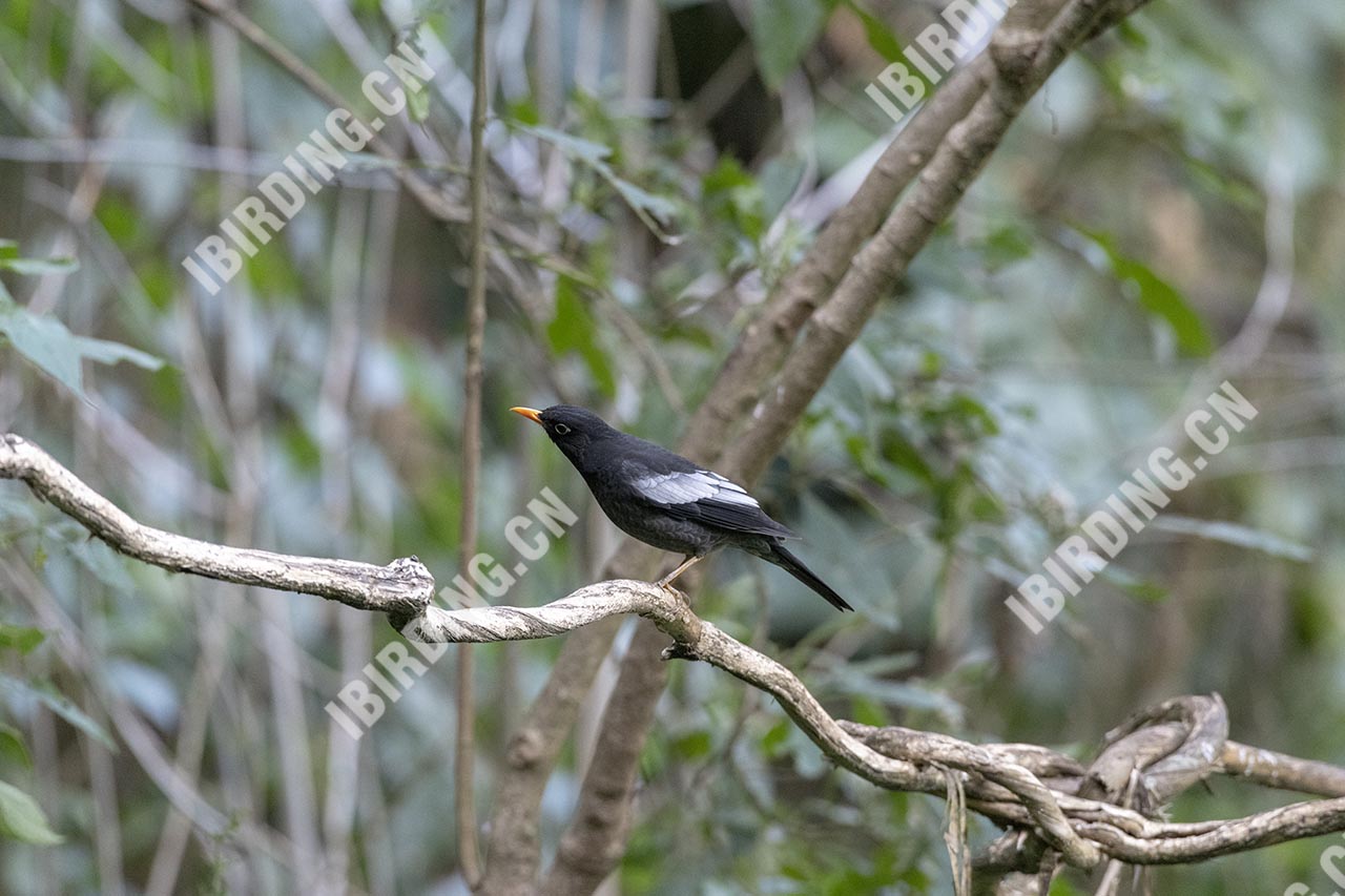 灰翅鸫 Grey-winged Blackbird