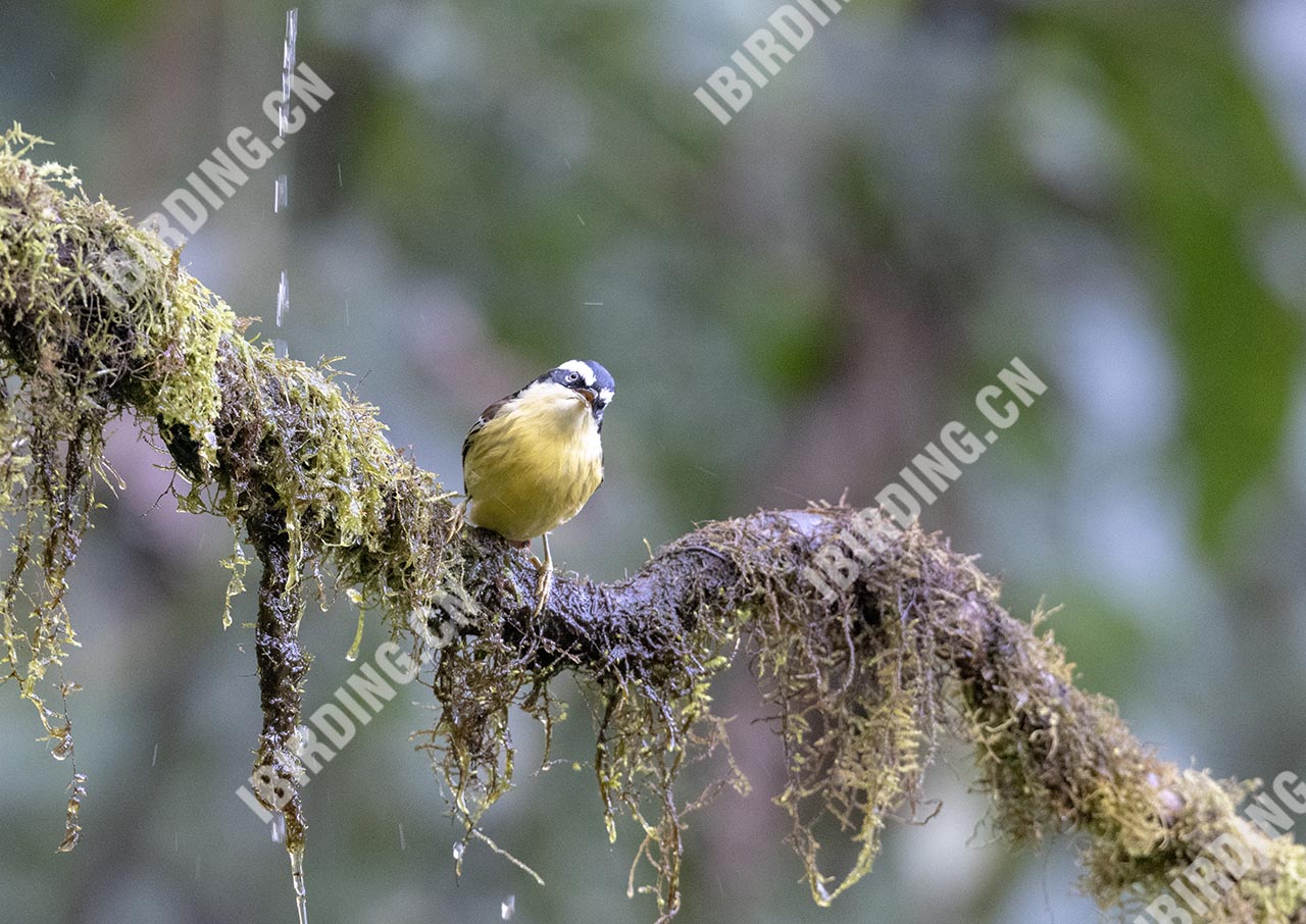 火尾希鹛 Red-tailed Minla