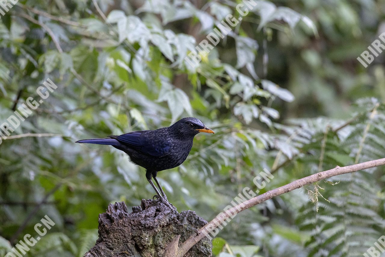 紫啸鸫 Blue Whistling-Thrush