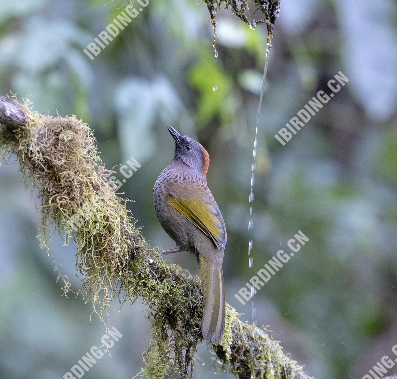 金翅噪鹛 Golden-winged laughingthrush