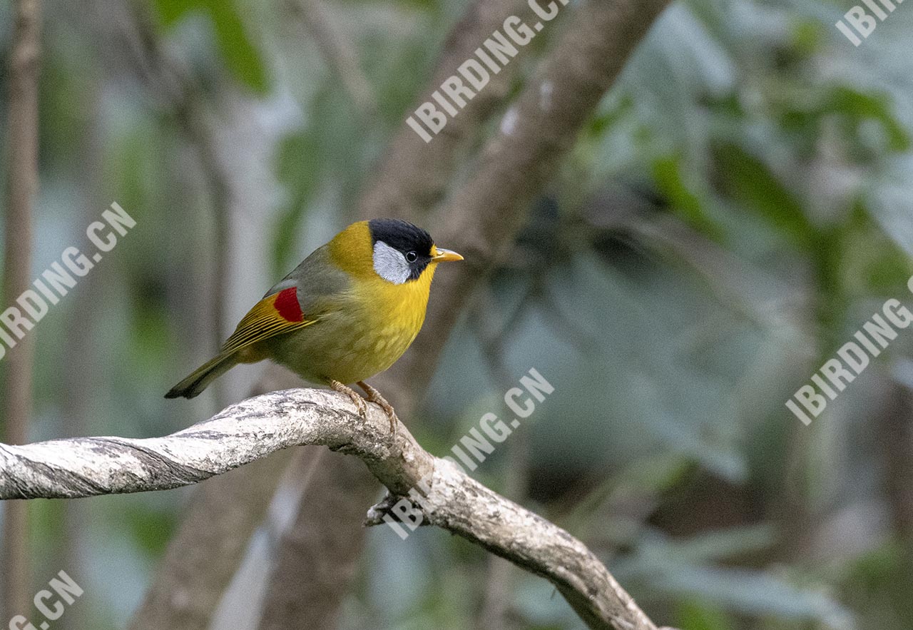 银耳相思鸟 Silver-eared Mesia