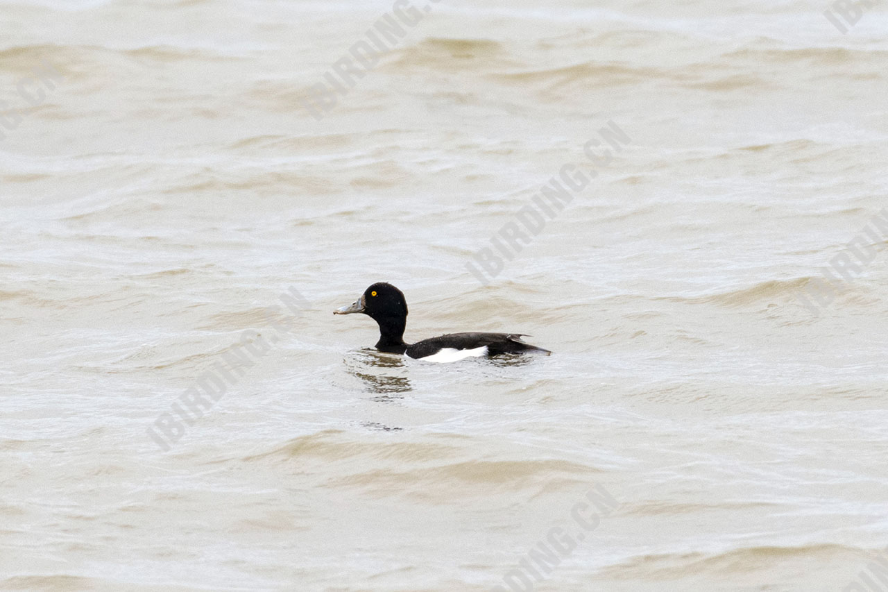 凤头潜鸭 Tufted Duck