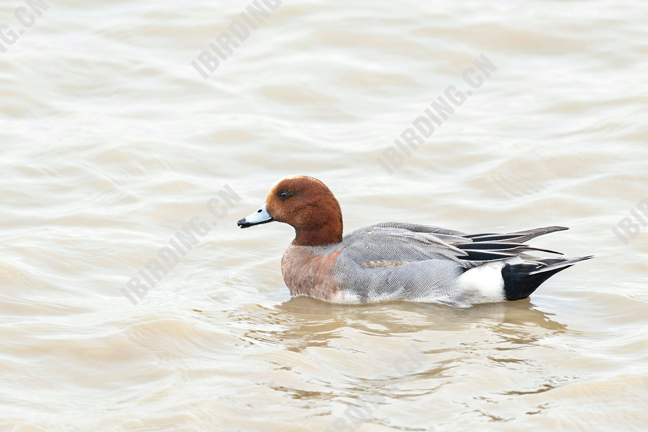 赤颈鸭 Wigeon