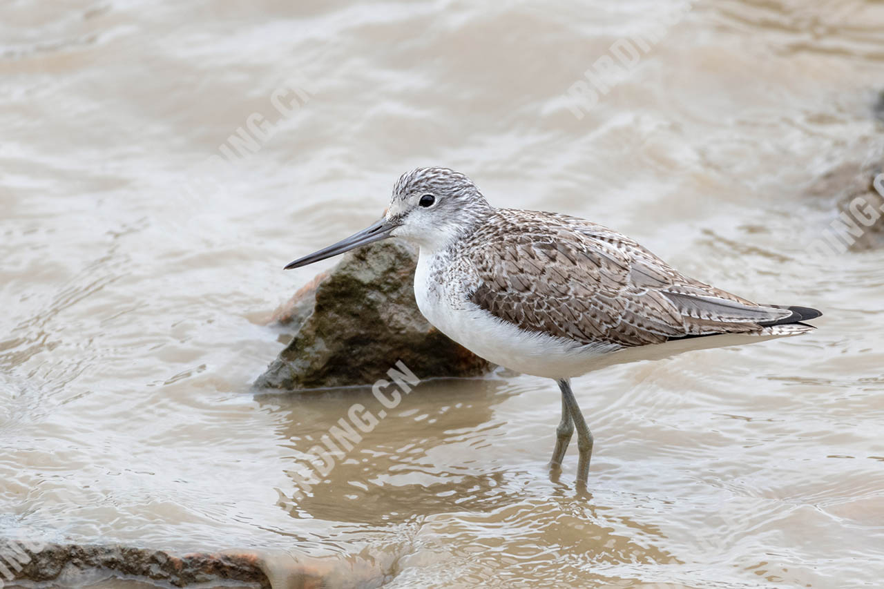 青脚鹬 Common Greenshank