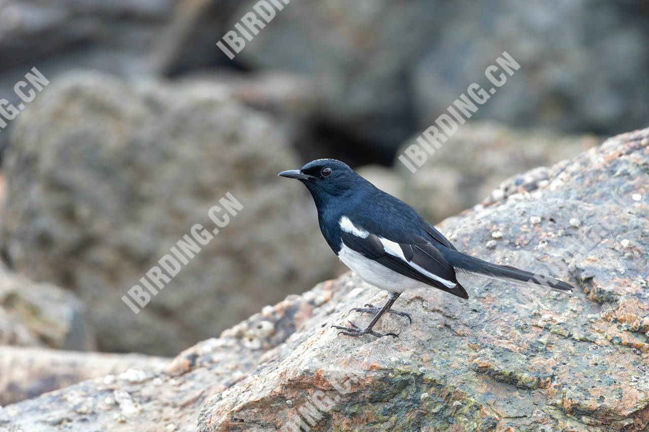 鹊鸲 Oriental Magpie-Robin