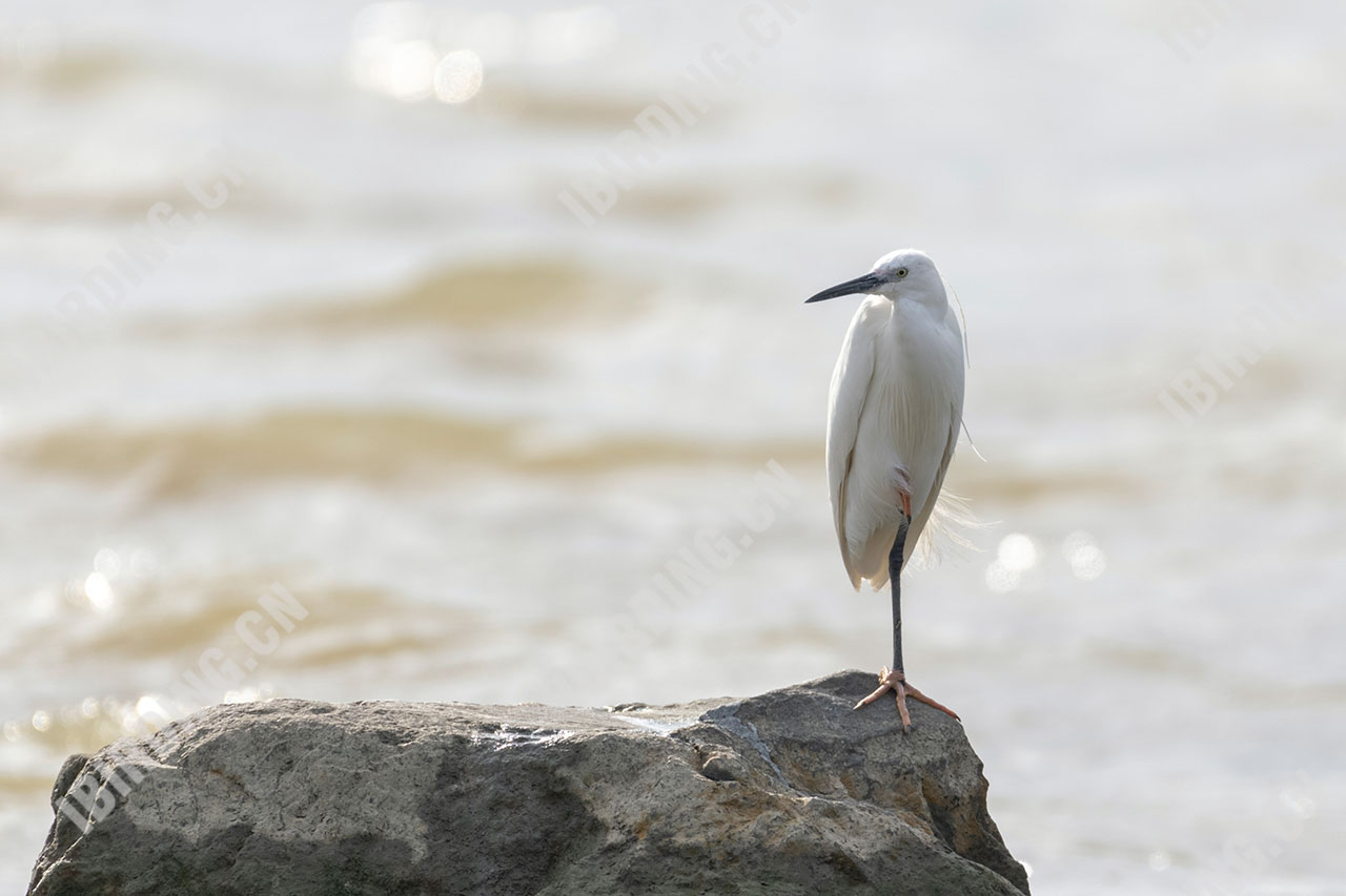 大白鹭 Large Egret