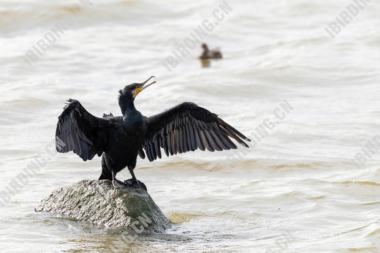 [普通]鸬鹚 Great Cormorant