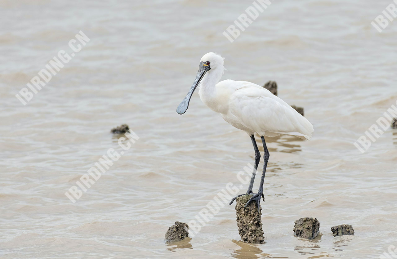黑脸琵鹭 Black-faced Spoonbill