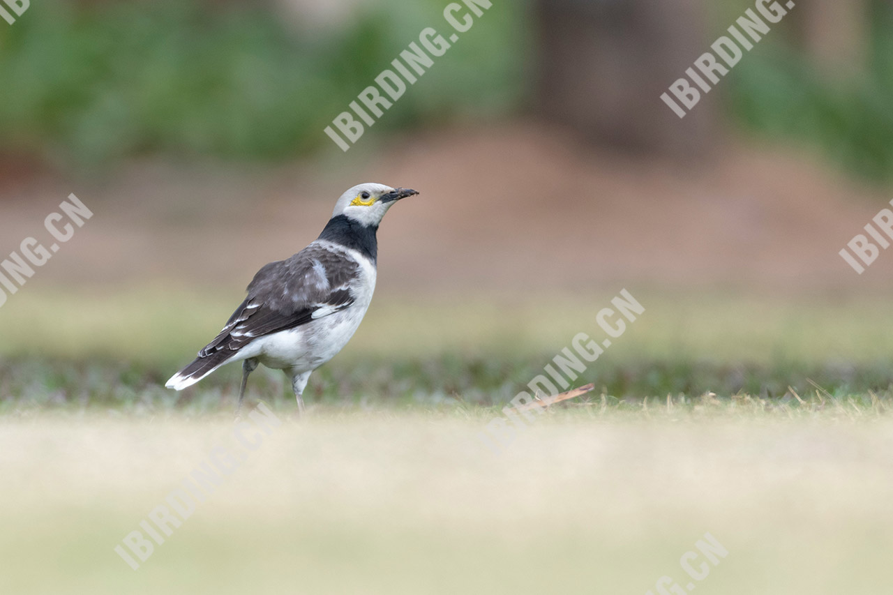 黑领椋鸟 Black-collared Starling