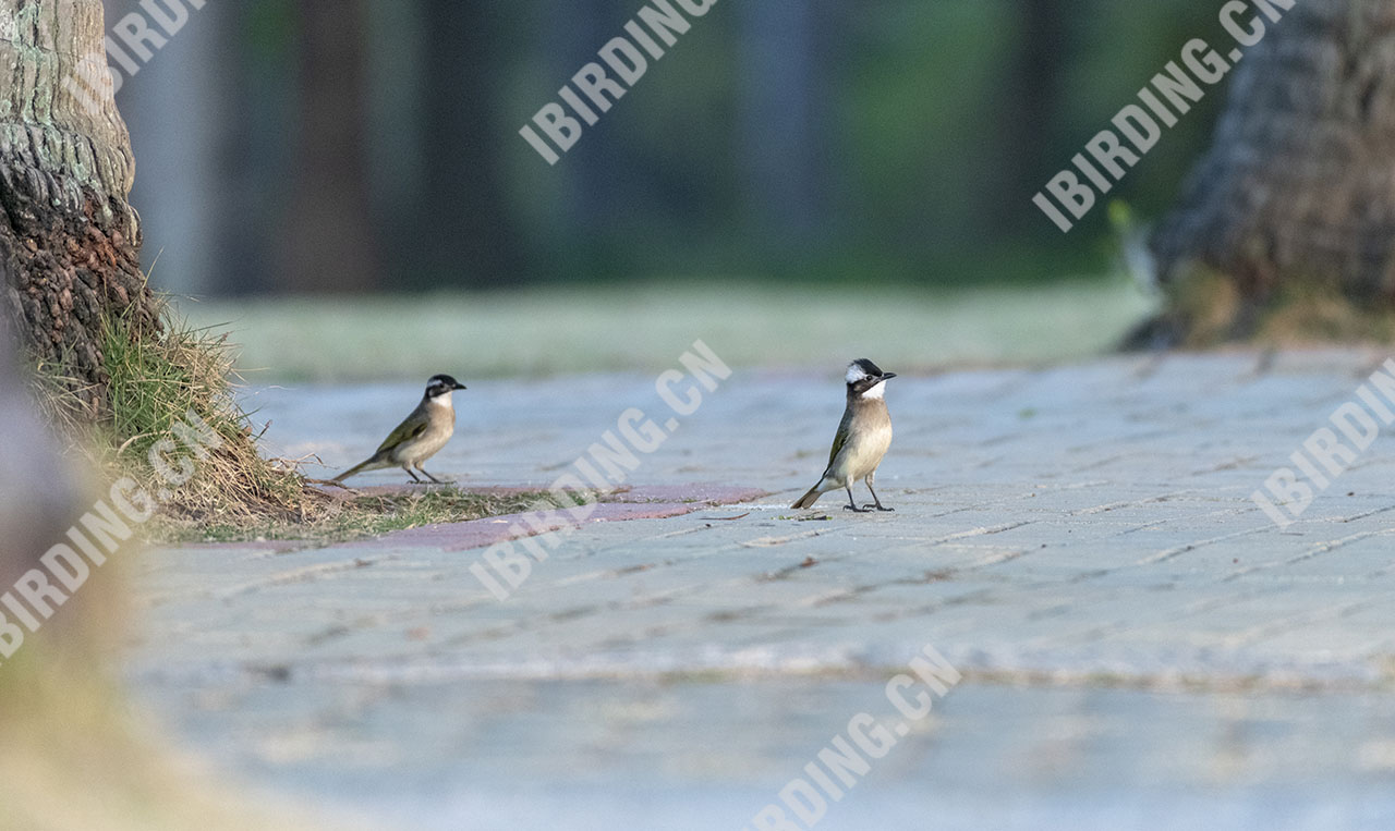 白头鹎 Light-vented Bulbul