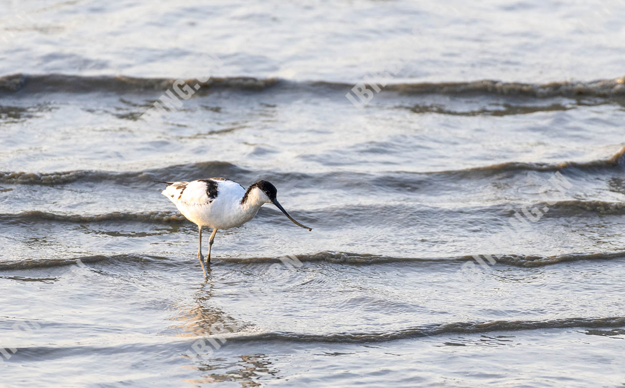 反嘴鹬 Pied Avocet