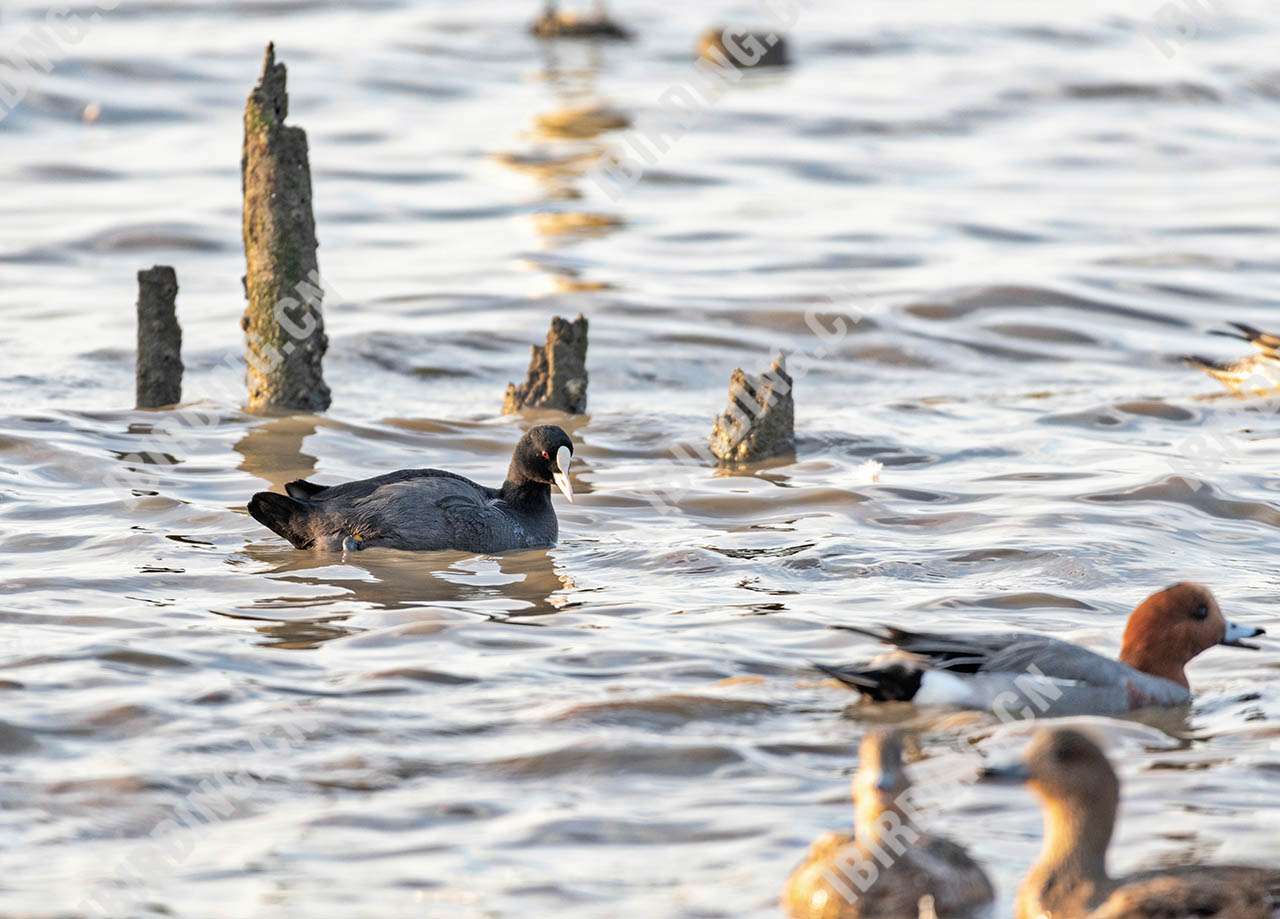 骨顶鸡 Common Coot