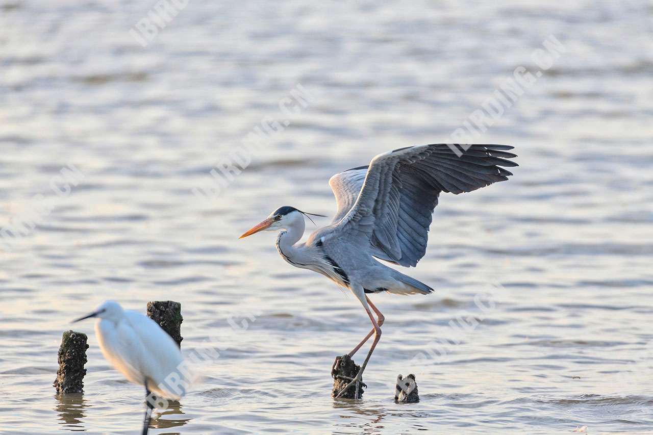 苍鹭 Grey Heron