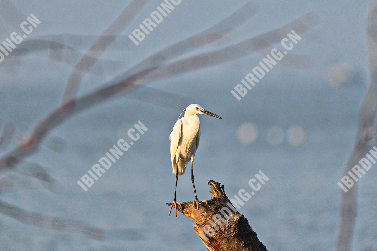 白鹭 Little Egret