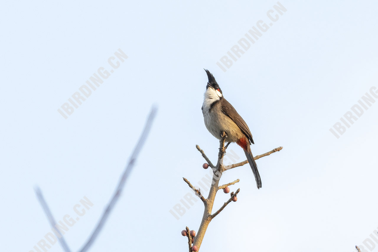 红耳鹎 Red-whiskered Bulbul