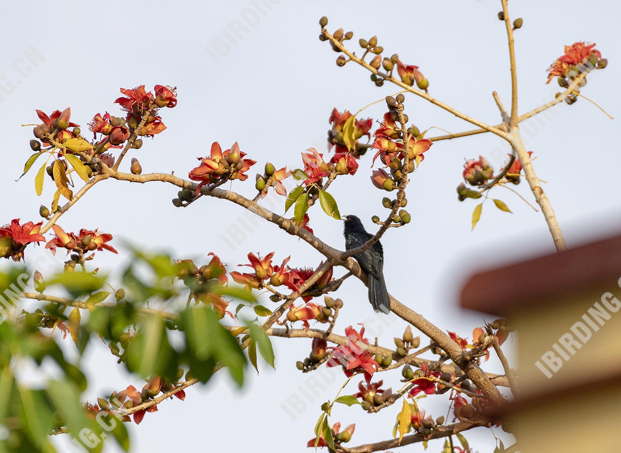 噪鹃 Asian Koel