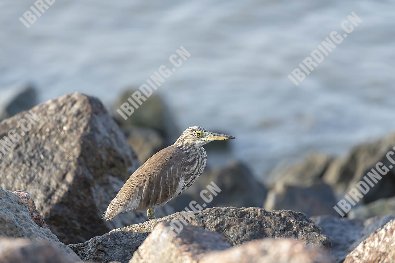 池鹭 Chinese Pond-Heron