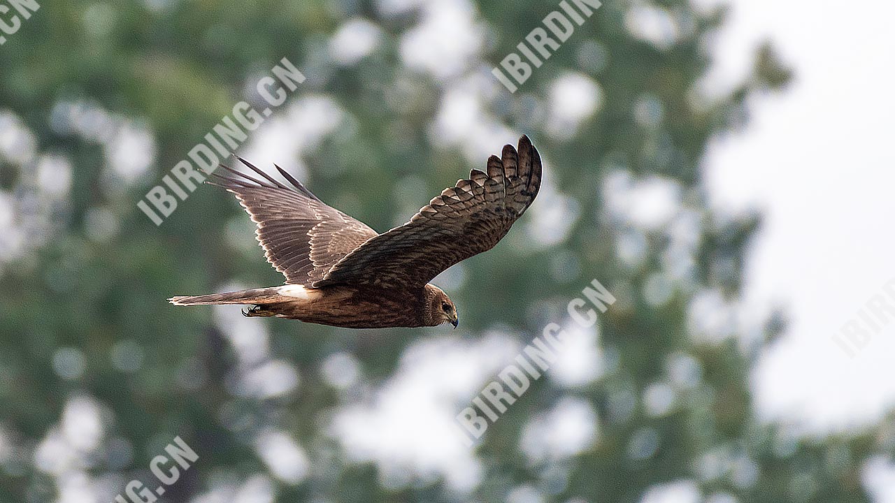 白尾鹞 Northern Harrier