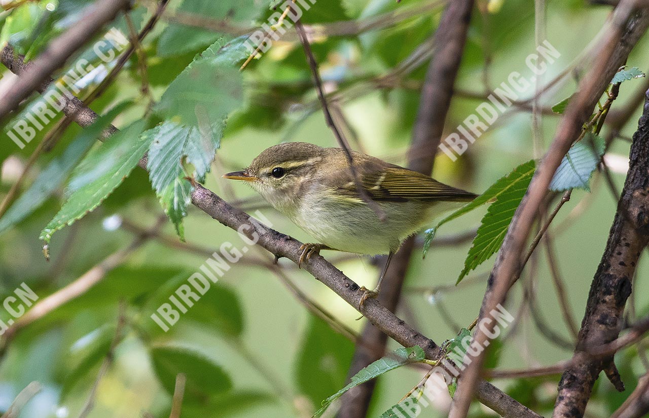 黄眉柳莺 Yellow-browed Warbler