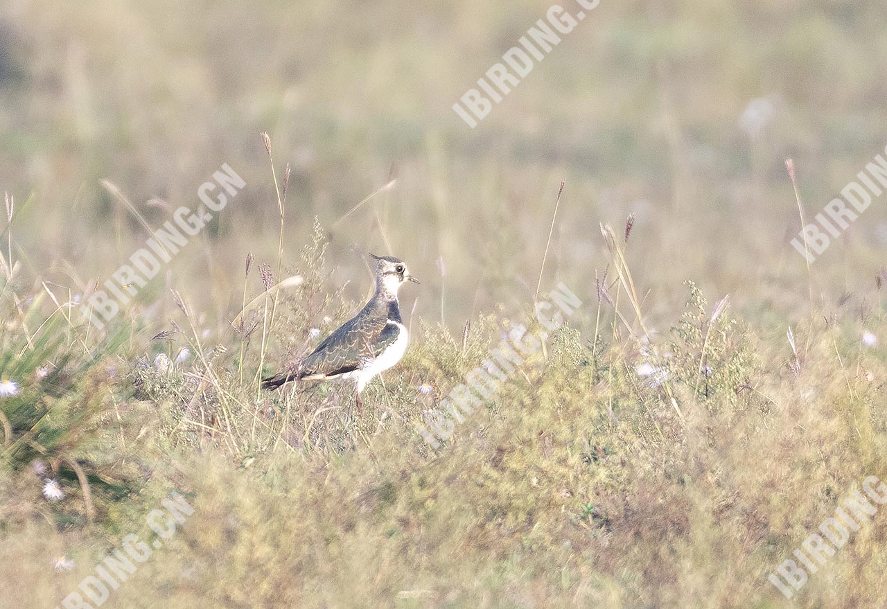 凤头麦鸡 Northern Lapwing