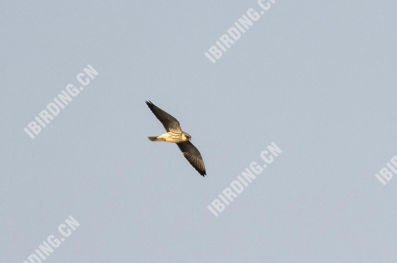 红脚隼 Red-footed Falcon