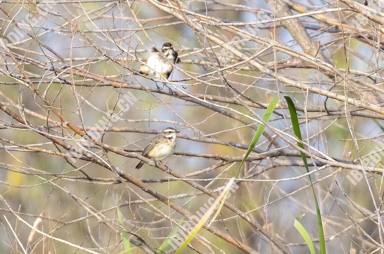 蓝喉歌鸲[蓝点颏] Bluethroat