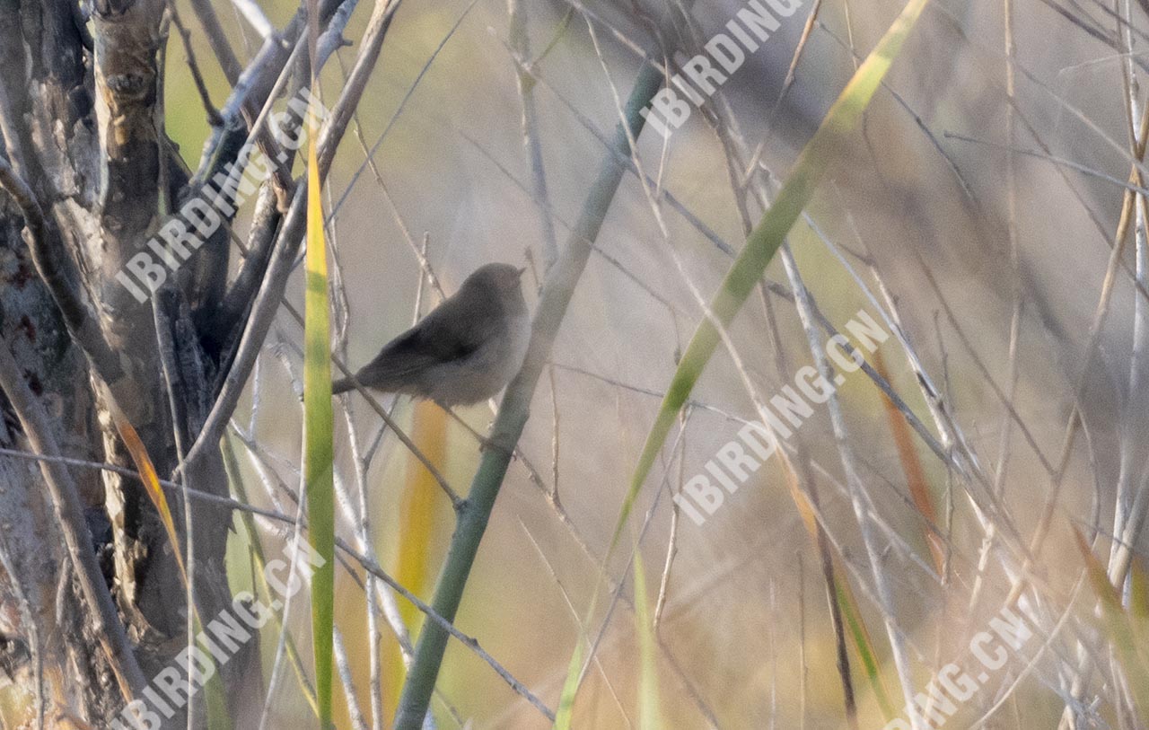 褐柳莺 Dusky Warbler