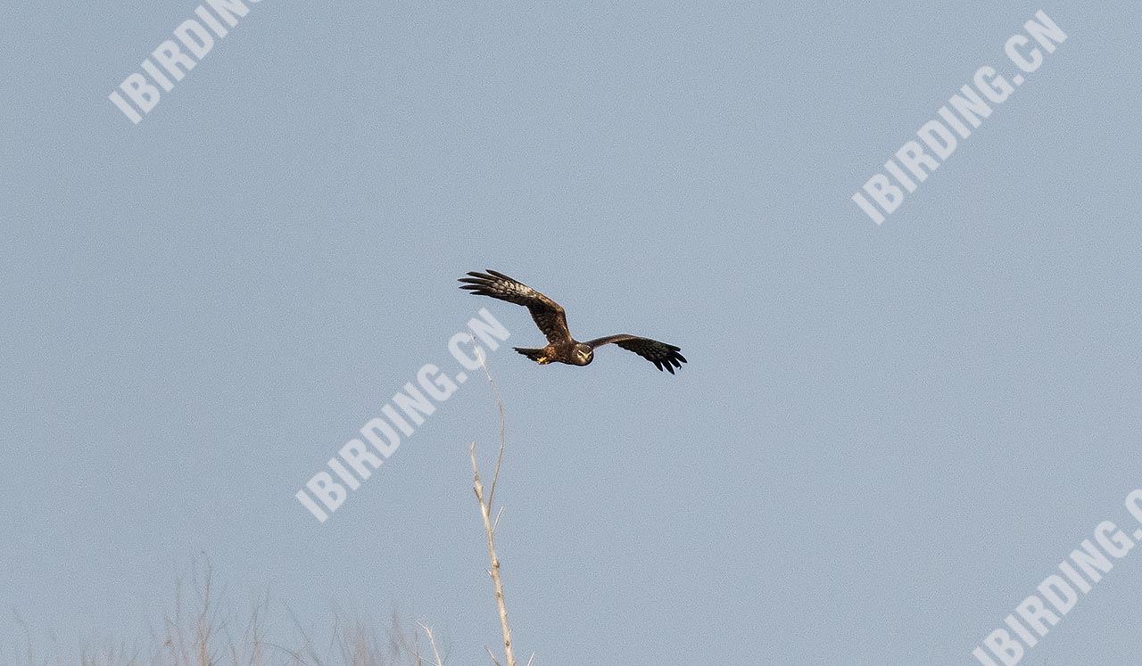 鹊鹞 Pied Harrier