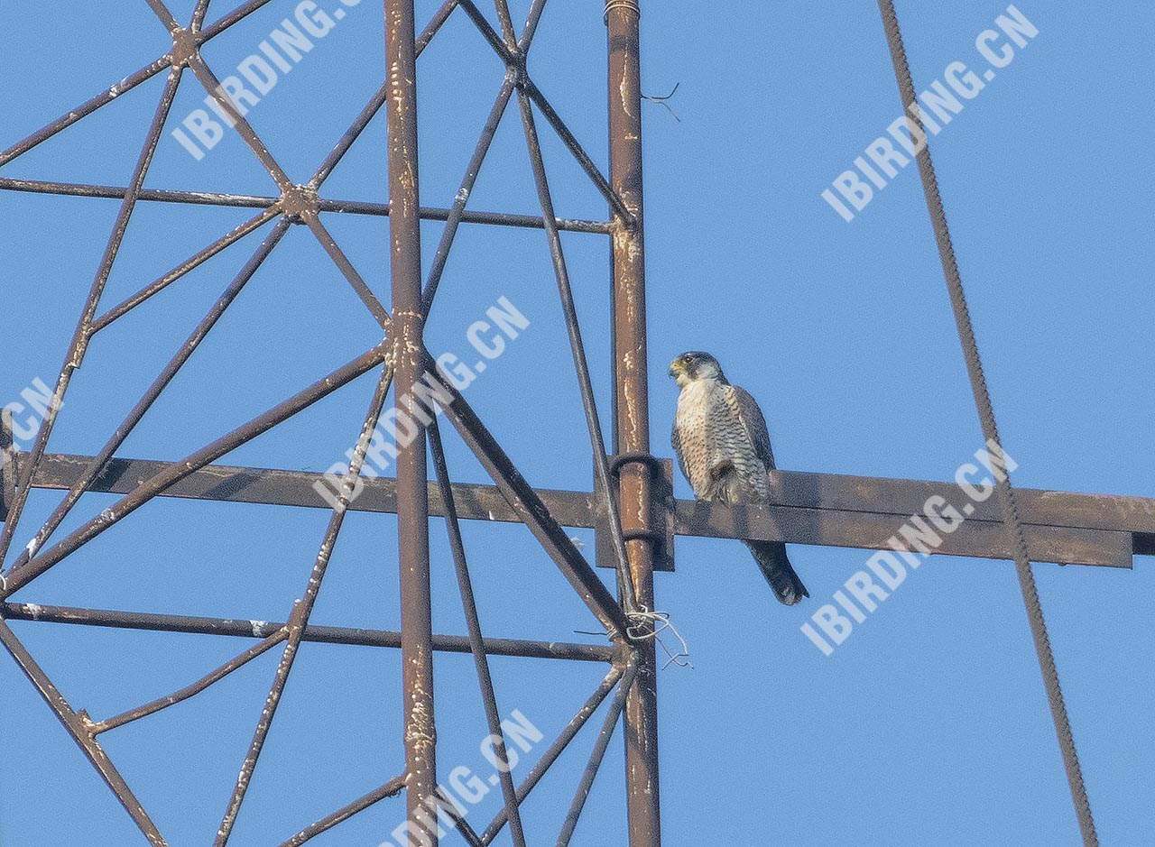 游隼 Peregrine Falcon