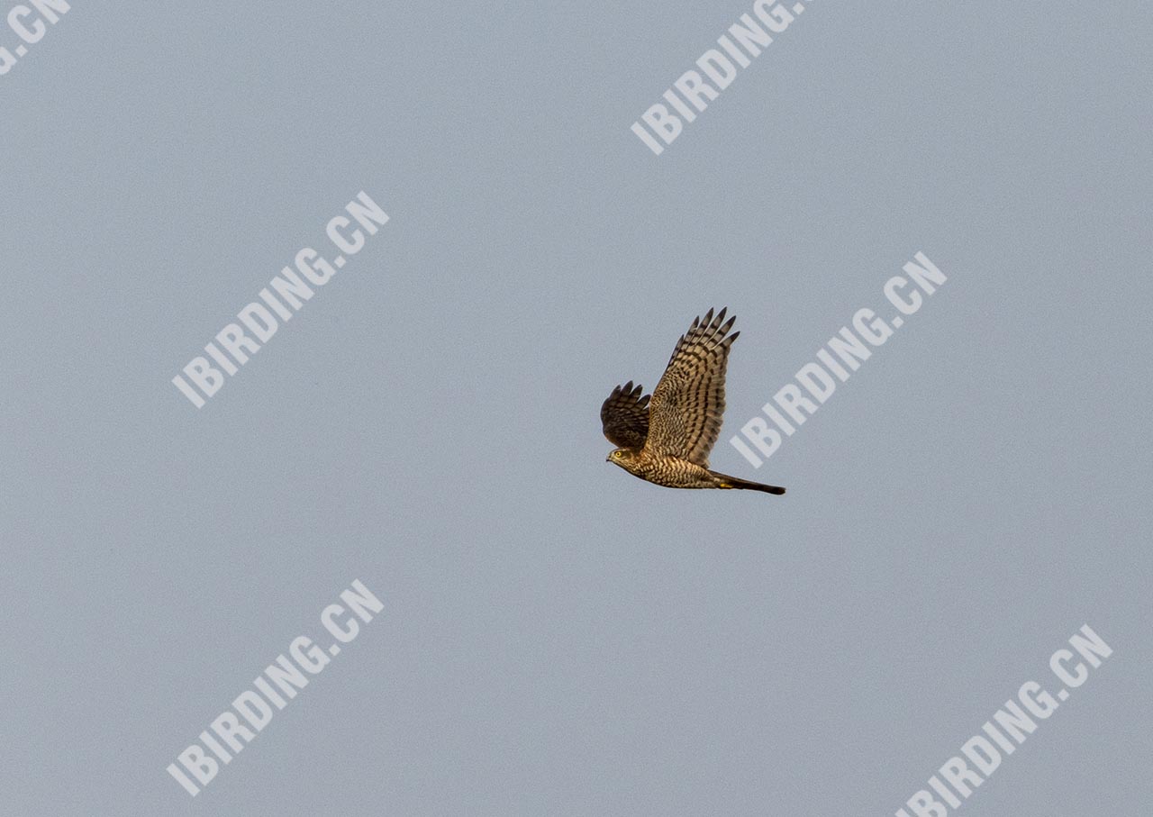 雀鹰 Eurasian Sparrowhawk