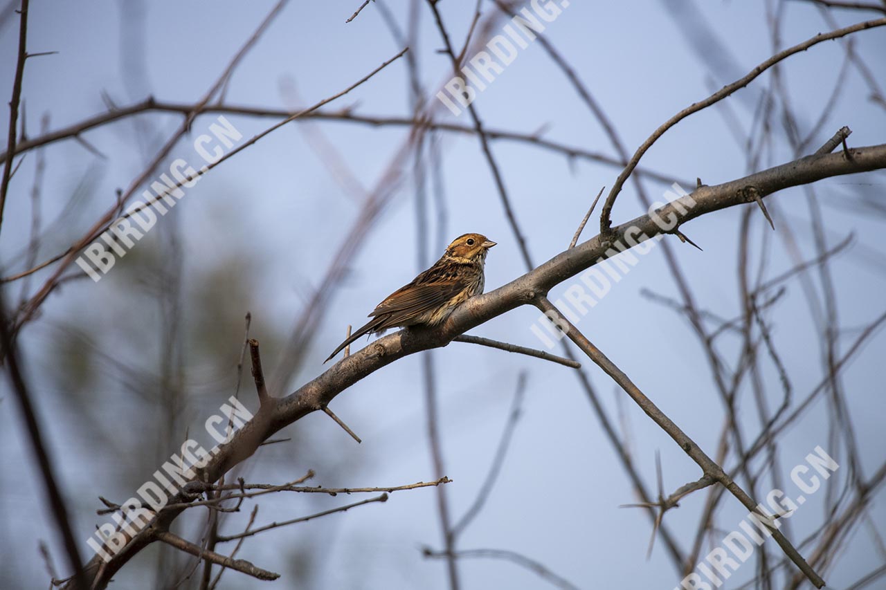 小鹀 Little Bunting